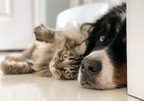 Making-Pets-Comfortable-in-Your-New-Home